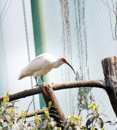 The Crested Ibisのeditorial素材