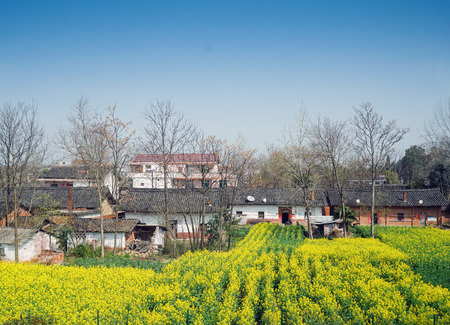 rape flower fieldの写真素材