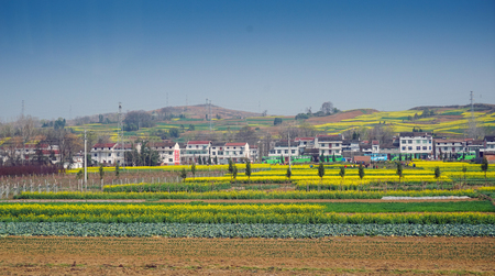 Yangxian rape flower fieldのeditorial素材