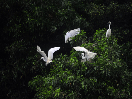 Nests of egret