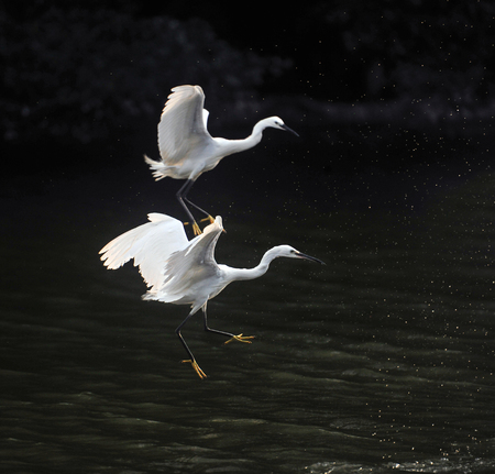 heron flying on lakeの写真素材