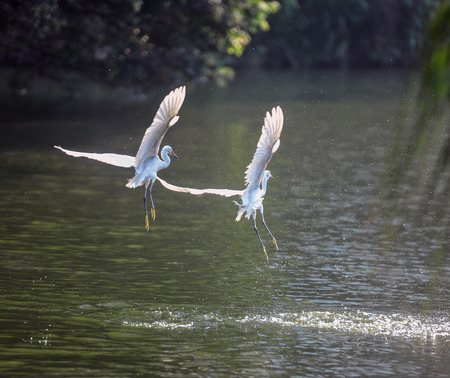 egrets flying on lake
