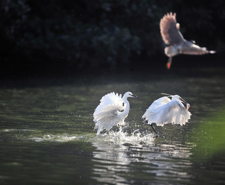 Heron snatch fish on lake