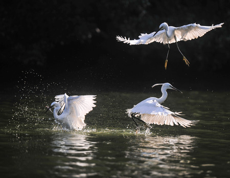 egrets snatch fish on lake