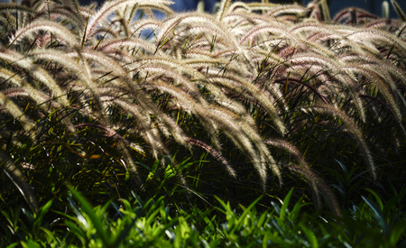 Setaria viridis plantsの写真素材