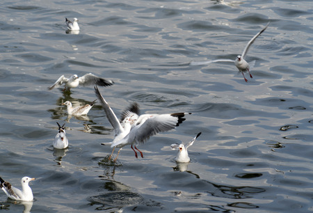 Red-billed Gull foraging at lakeの写真素材