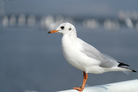 Red-billed Gull