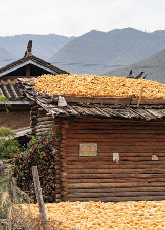 dried corns on eavesのeditorial素材