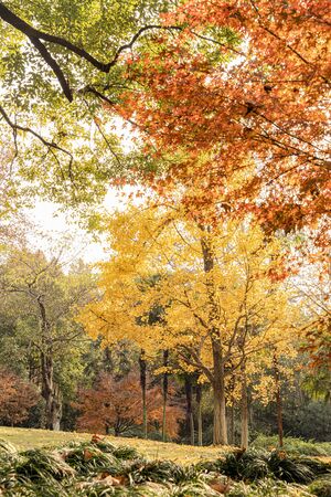Autumn color