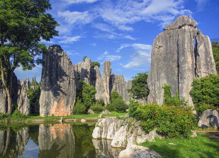 stone forestの写真素材