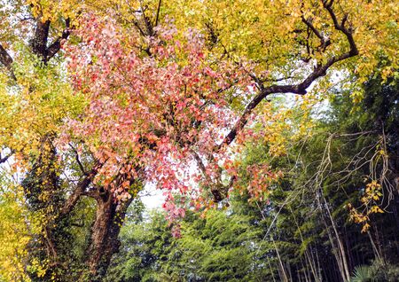 Autumn colorの写真素材