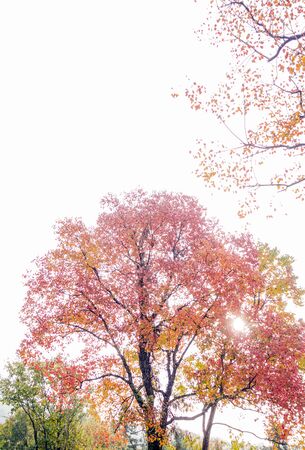 Autumn colorの写真素材