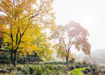 Autumn leavesの写真素材