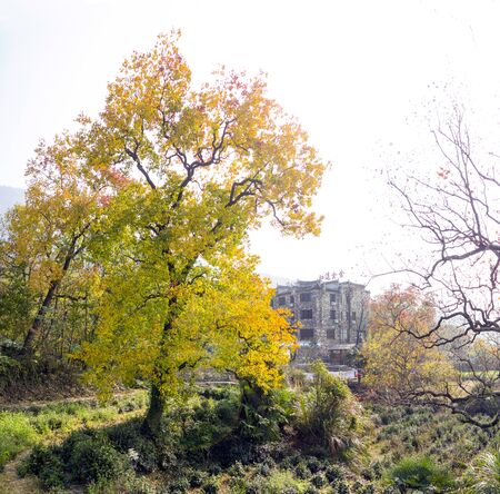 Tachuan autumnの写真素材