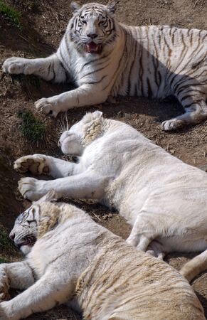 White tigerの写真素材