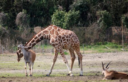 giraffeの写真素材