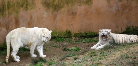 White tiger