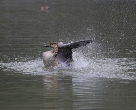 Waterfowlの写真素材