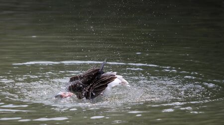 Waterfowlの写真素材