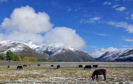 Highland pastureの写真素材