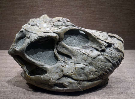 dinosaur fossilのeditorial素材