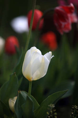 Tulips in botanical gardenの写真素材