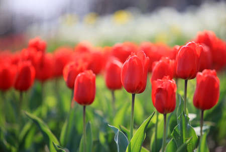 Tulips in botanical gardenの写真素材