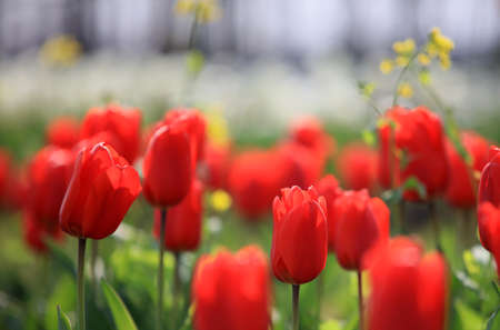 Tulips in botanical gardenの写真素材