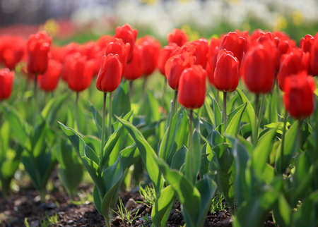 Tulips in botanical gardenの写真素材