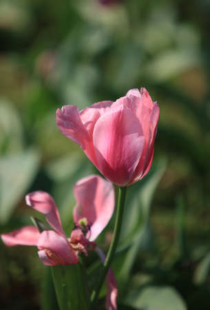 Tulips in botanical gardenの写真素材