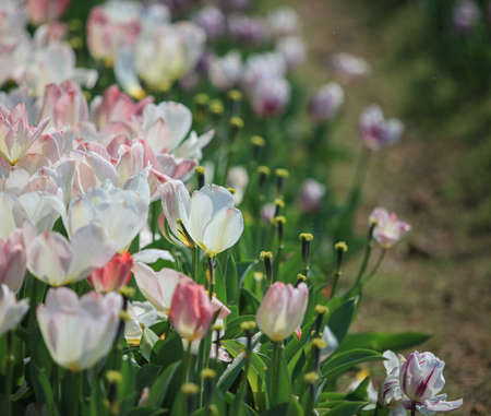 Tulips in botanical gardenの写真素材