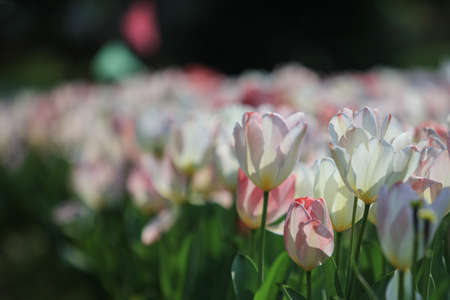 Tulips in botanical gardenの写真素材