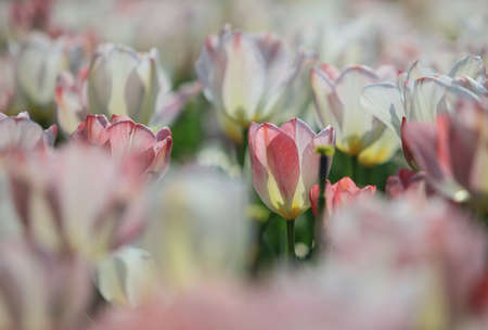 Tulips in botanical gardenの写真素材