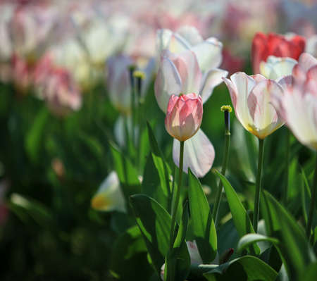 Tulips in botanical gardenの写真素材