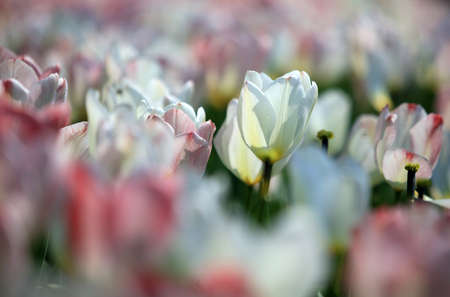 Tulips in botanical gardenの写真素材