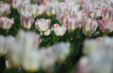 Tulips in botanical gardenの写真素材