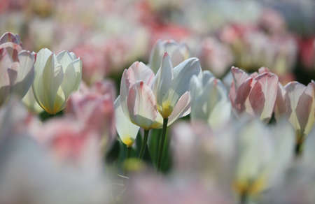 Tulips in botanical gardenの写真素材