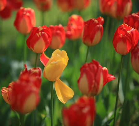Tulips in botanical gardenの写真素材
