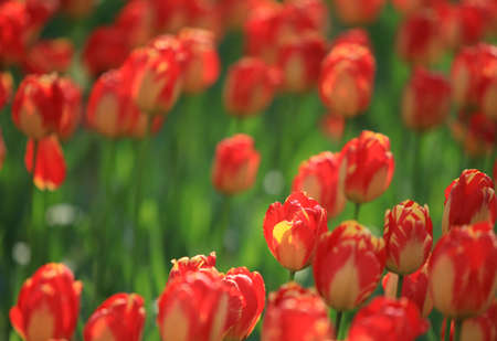 Tulips in botanical gardenの写真素材