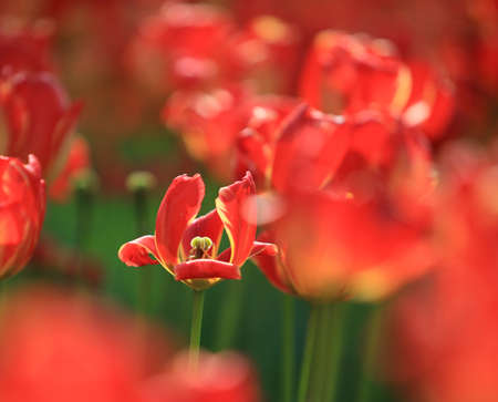 Tulips in botanical gardenの写真素材