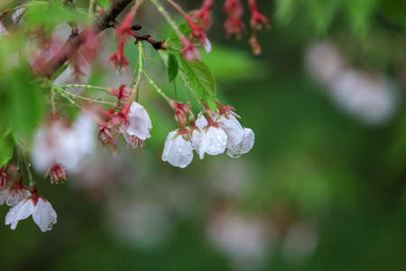 Spring cherry blossomsの写真素材