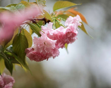 Spring cherry blossomsの写真素材