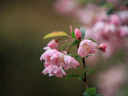 Spring cherry blossomsの写真素材