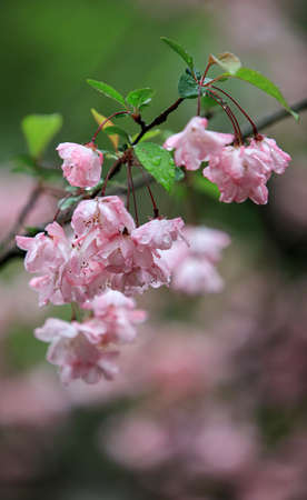 Spring cherry blossomsの写真素材
