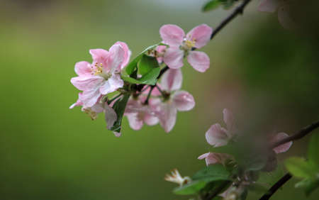 Spring cherry blossomsの写真素材
