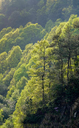 Siming Mountain Spring