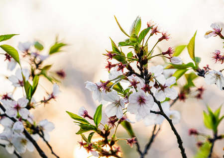 Cherry blossomsの写真素材
