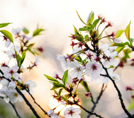 Cherry blossomsの写真素材