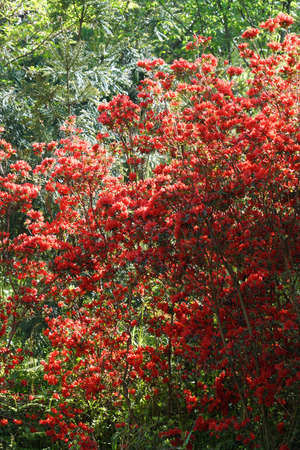 Ningbo Jiangbei Lvyeju Springの写真素材