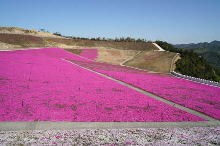 Ningbo Jiangbei Lvyeju Springの写真素材